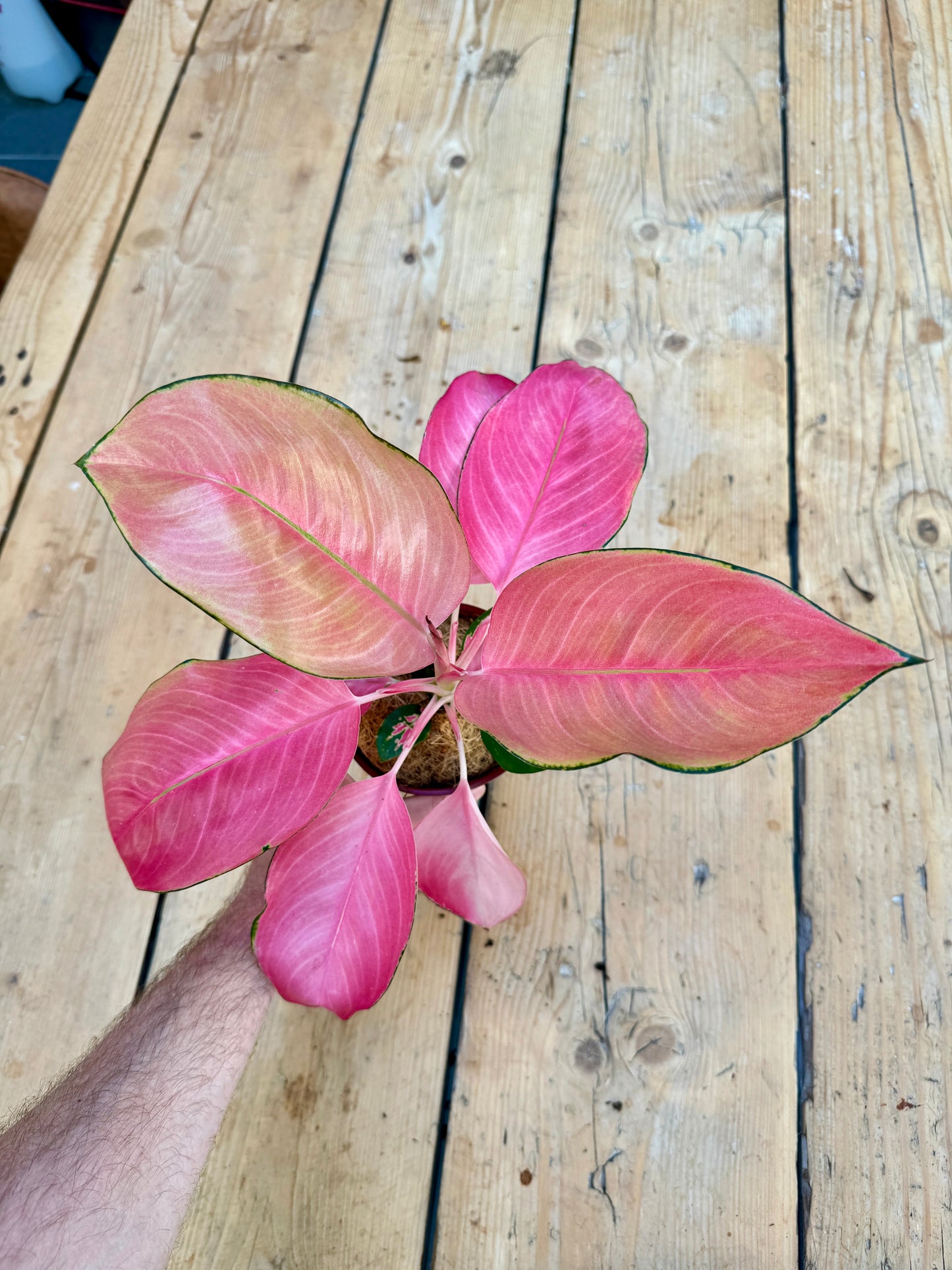 30cm Aglaonema Pink