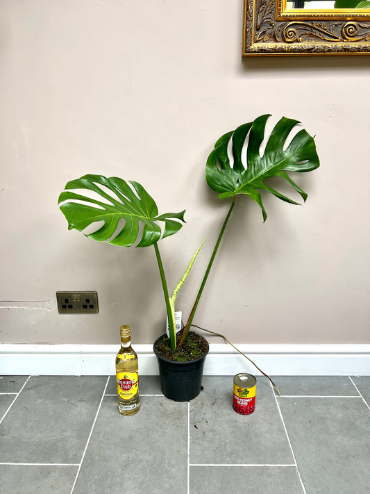 90cm Large Form Monstera Deliciosa (Swiss Cheese Plant)