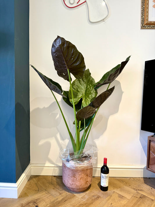 140cm Alocasia Wentii