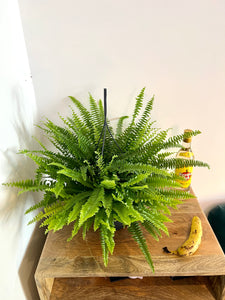 80cm Boston Fern