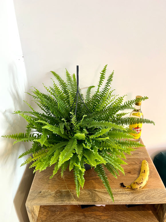 80cm Boston Fern