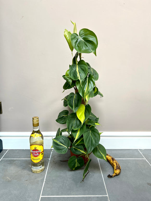 70cm Philodendron Scandens Brazil