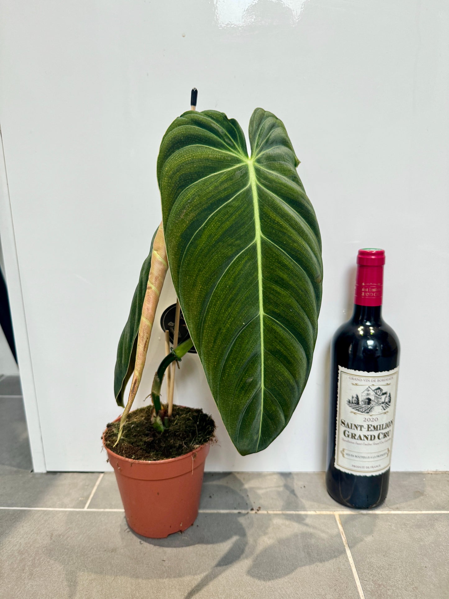 40cm Philodendron Melanochrysum