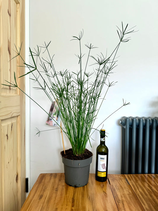 90cm Cyperus Alternifolius (Umbrella Papyrus)