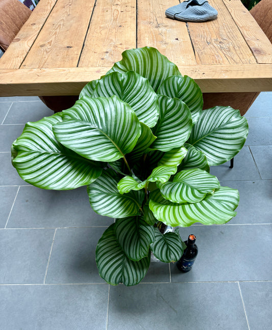 90cm Giant Calathea Orbifolia