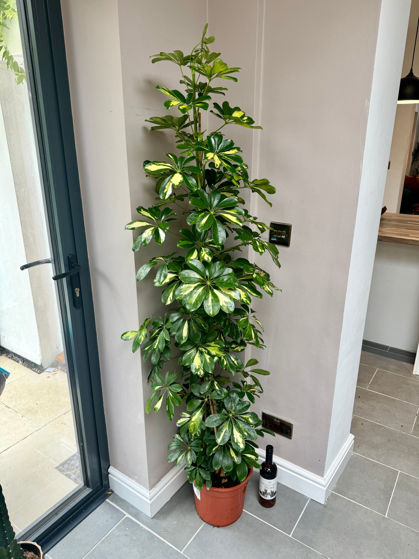 170cm Golden Umbrella Plant (Shefflera Gold Capella)