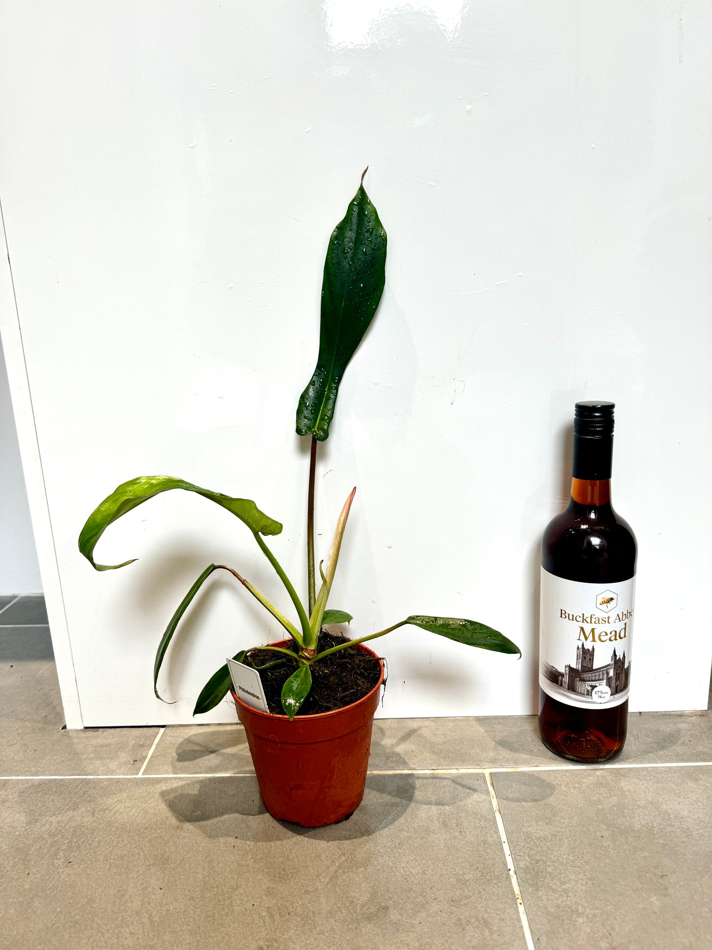 25cm Philodendron Joepii