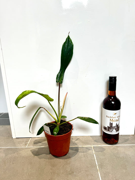 25cm Philodendron Joepii