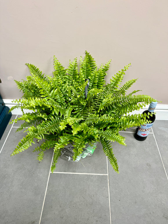 60cm Nephrolepsis Green Moment (Boston Fern)