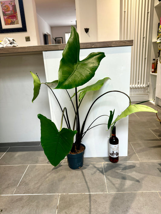100cm Black Alocasia Zebrina