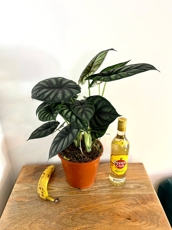 50cm Alocasia Dragon Scale