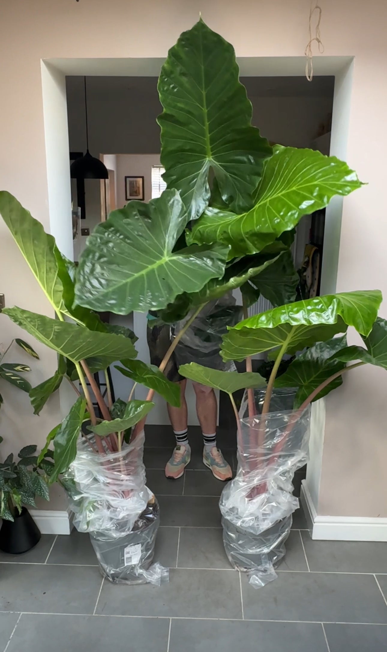 150cm Giant Alocasia Imperial Red