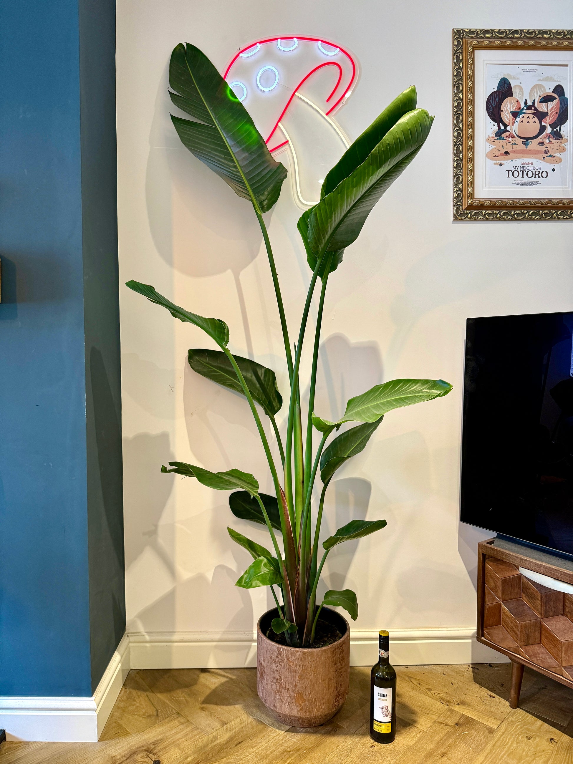 200cm Strelitzia alba (Bird of Paradise) Bristol Plant Man