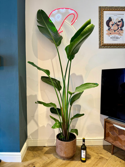 200cm Strelitzia alba (Bird of Paradise)