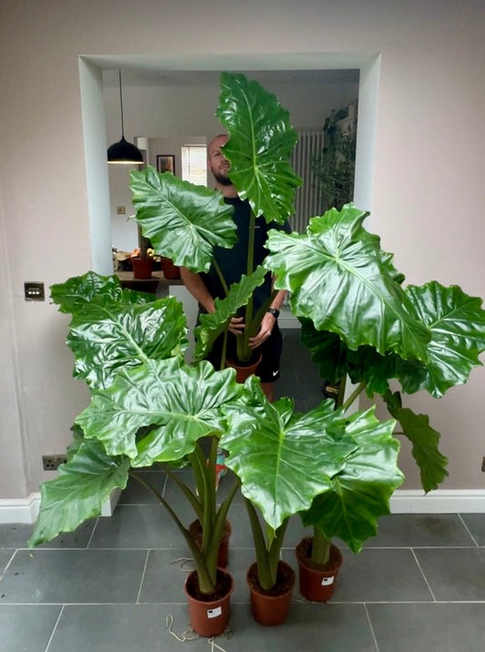 130cm Alocasia portodora