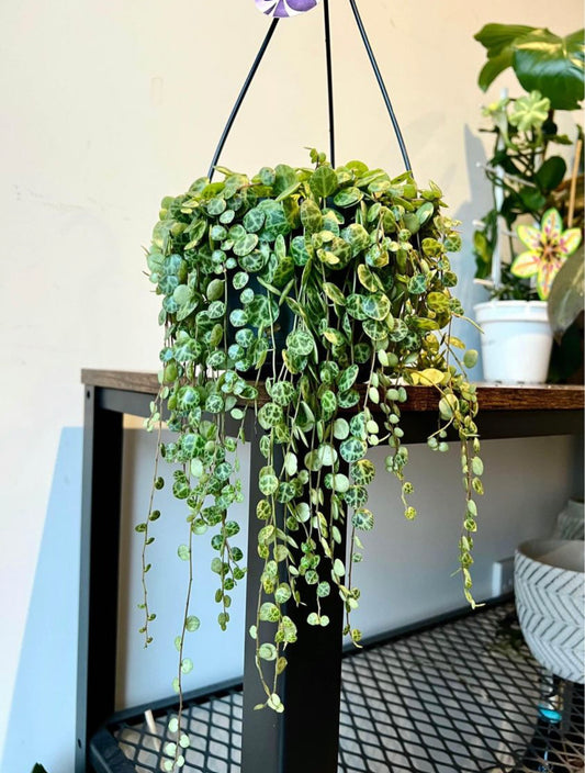 40cm String of Turtles (Peperomia Prostrata)