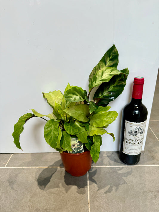 30cm Calathea Yellow Fusion