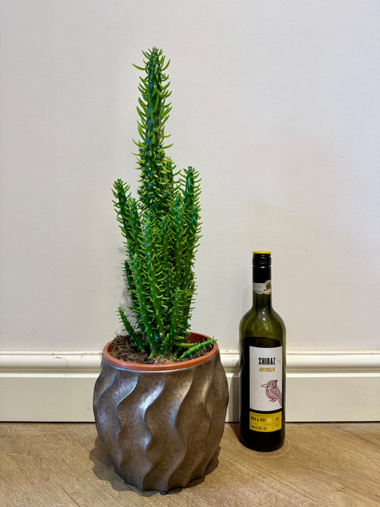 60cm Austrocylindropu (Eves Pin Cactus)