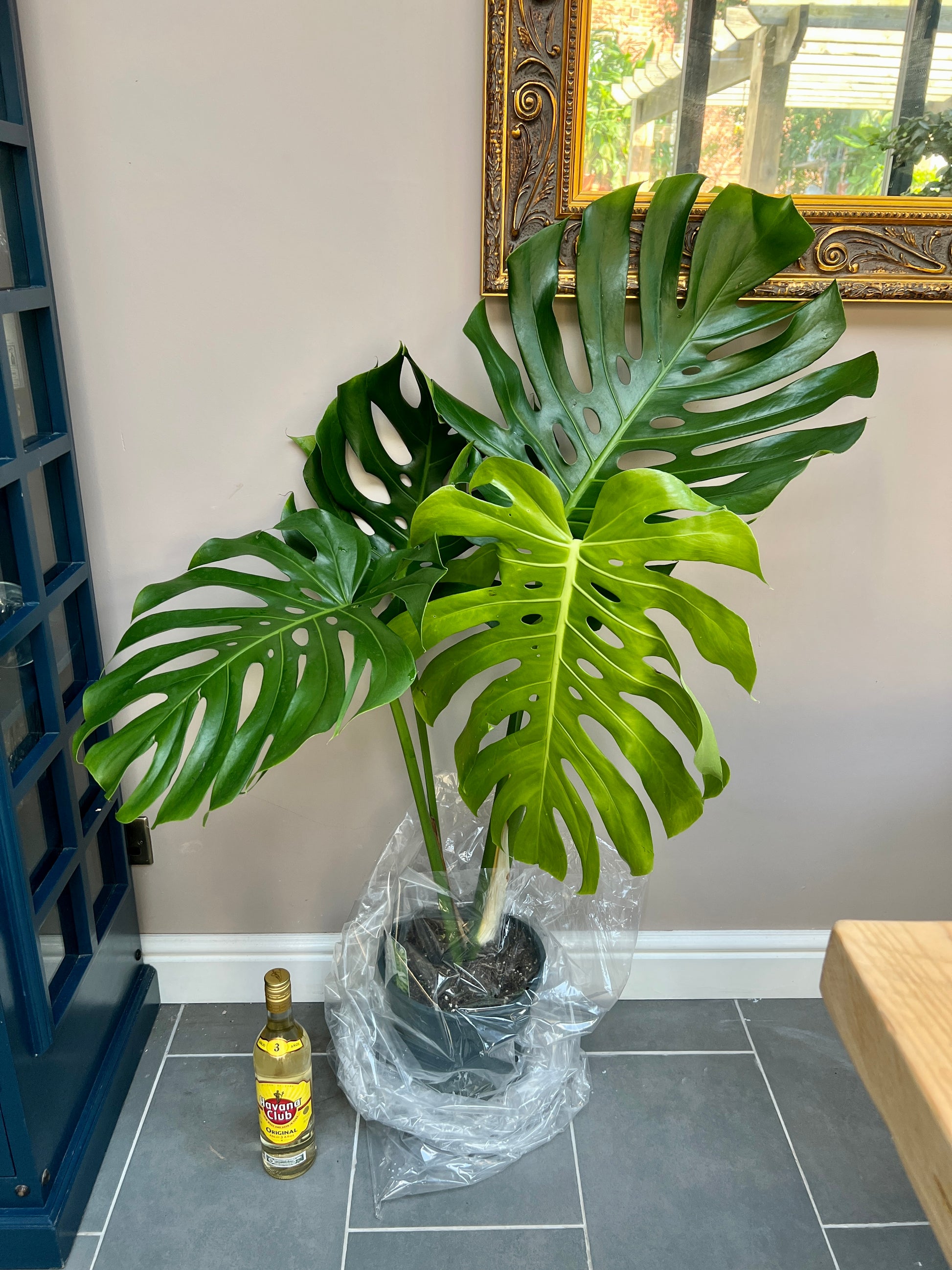 monstera deliciosa large form 100cm Large Form Monstera Deliciosa (Swiss Cheese) – Bristol Plant Man