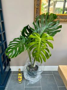 110cm Large Form Monstera Deliciosa (Swiss Cheese)