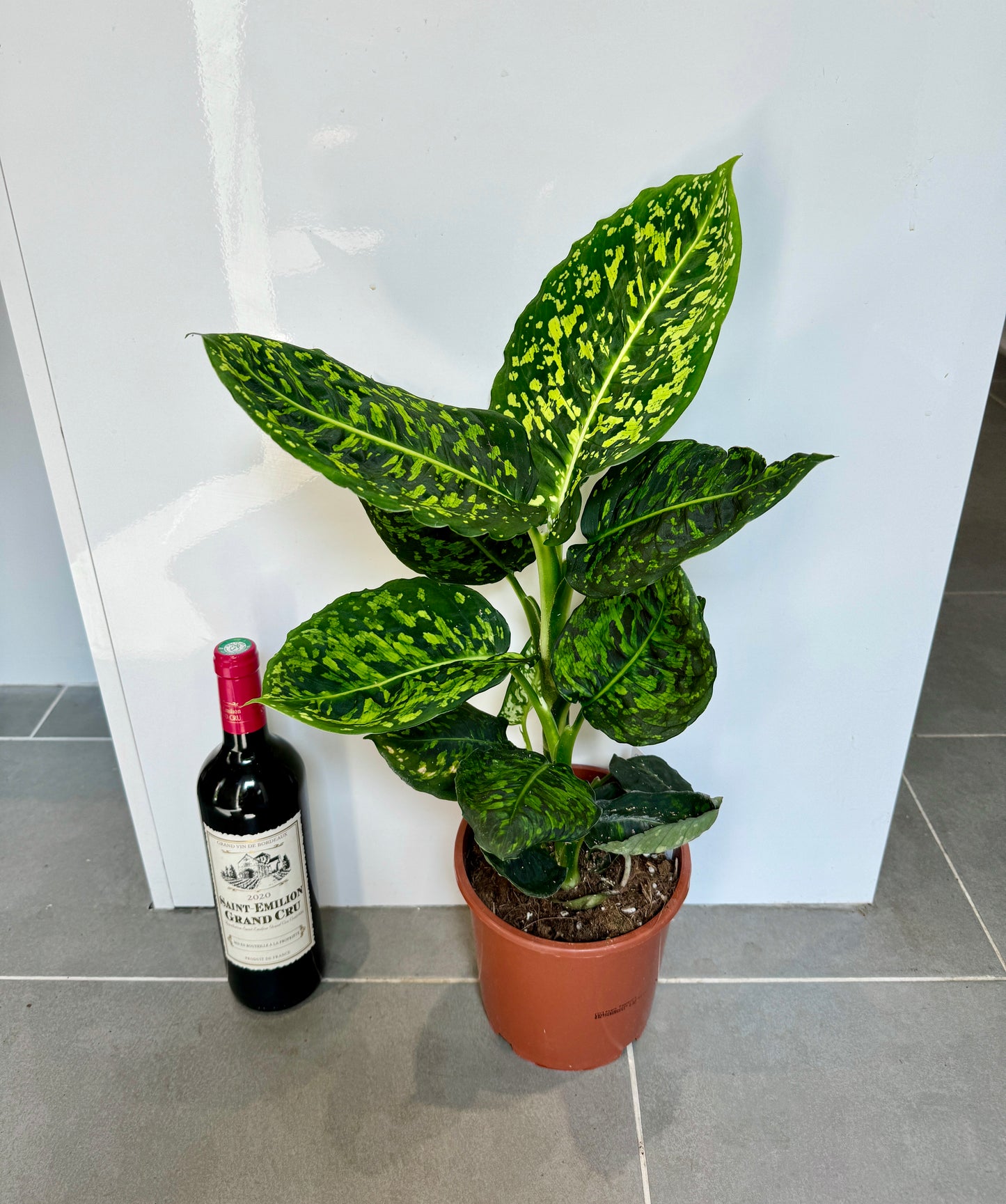 60cm Dieffenbachia Reflector