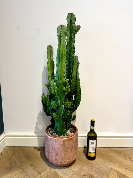 110cm Euphorbia Eritrea Cactus