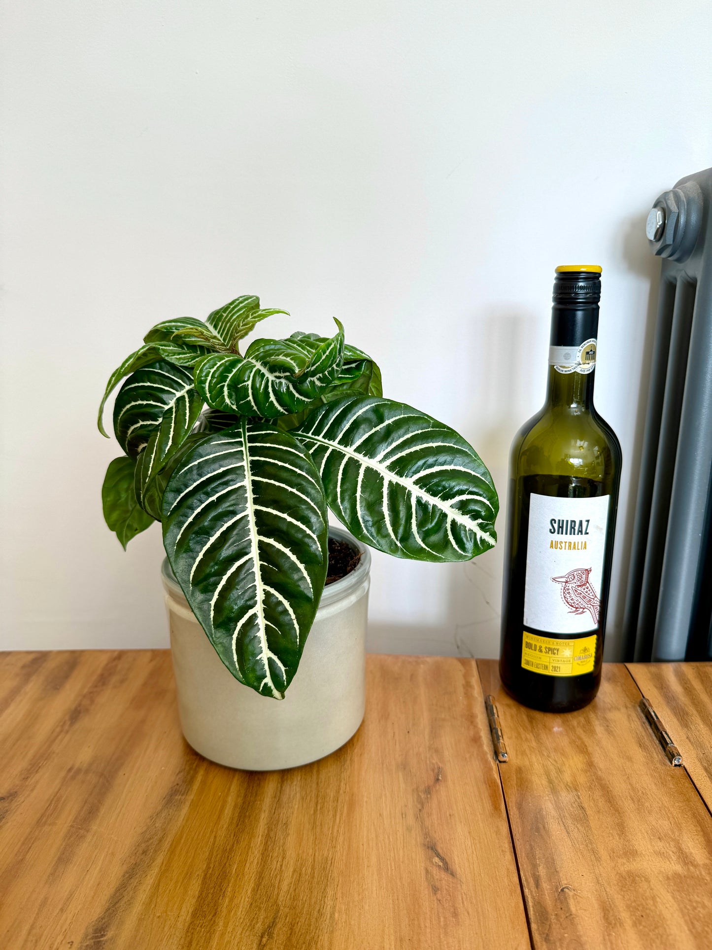 30cm Aphelandra Squarrosa (Zebra Plant)
