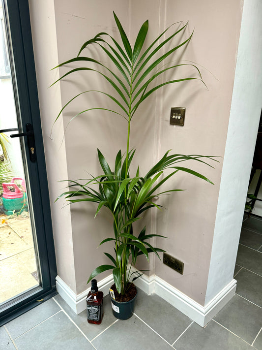140cm Kentia Palm