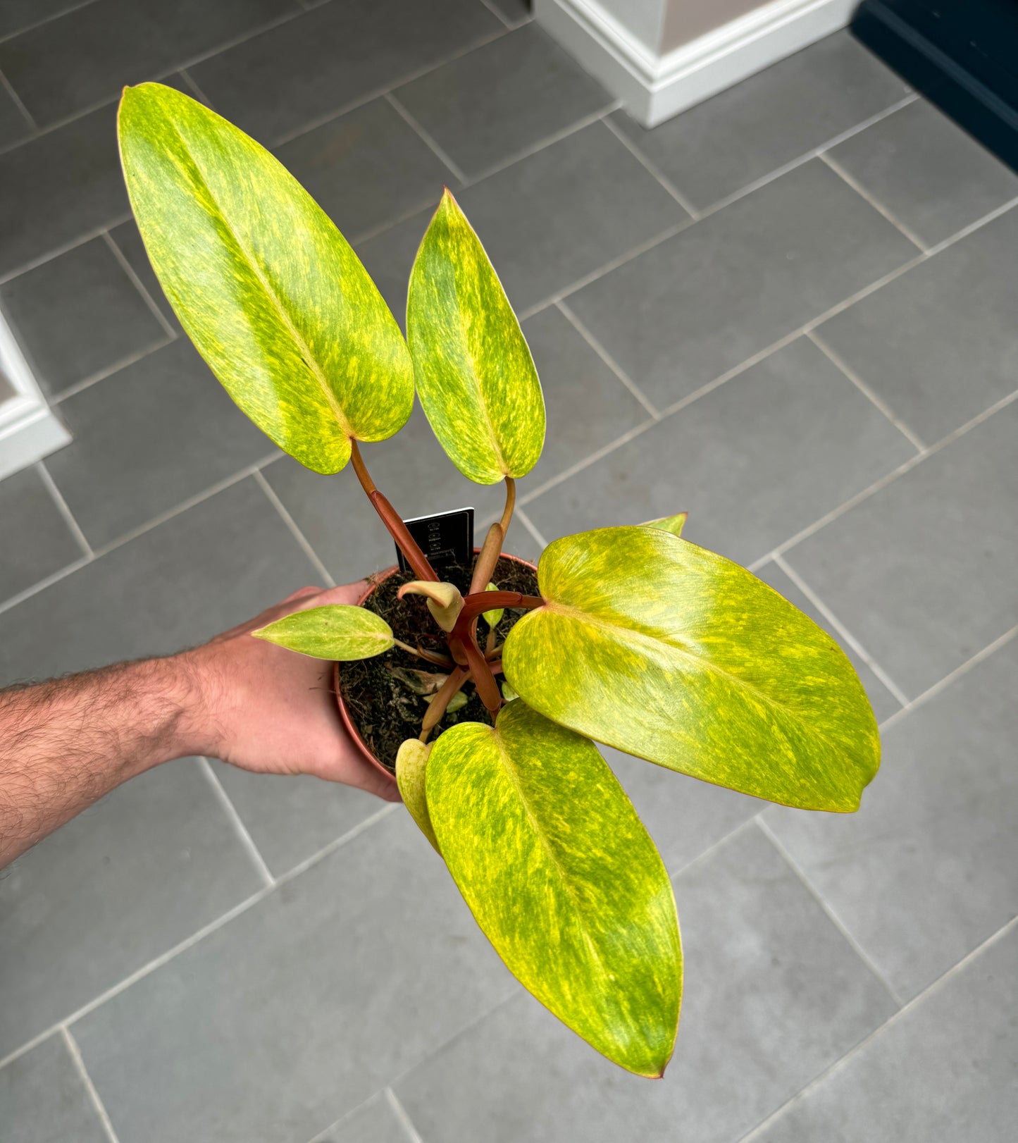 25cm Philodendron Painted Lady