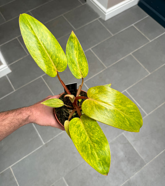 25cm Philodendron Painted Lady
