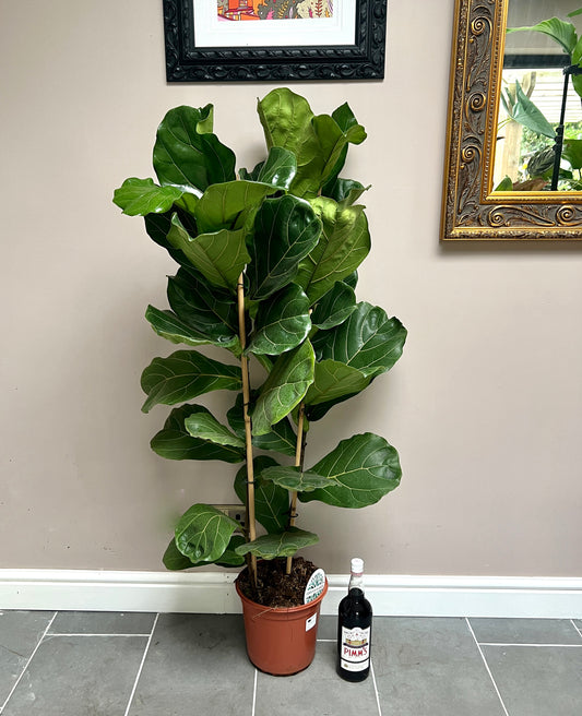 140cm Double Stemmed Ficus Lyrata (Fiddle leaf fig)