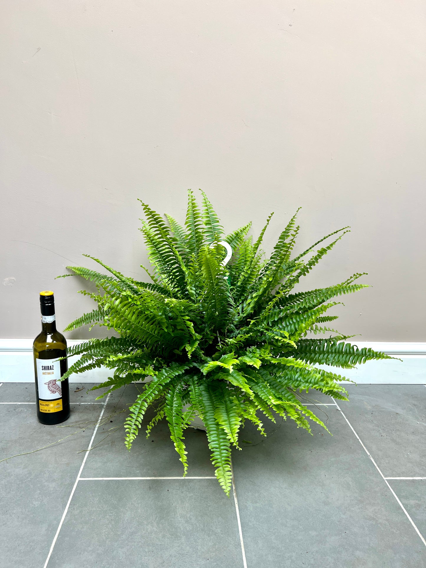 50cm Boston Fern