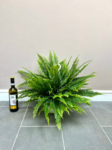 50cm Boston Fern