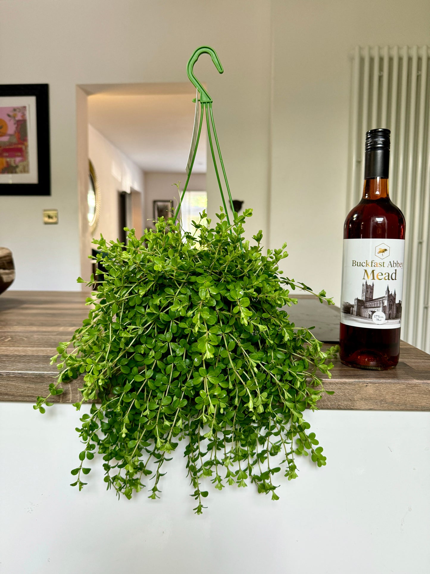 30cm Peperomia Isabelle