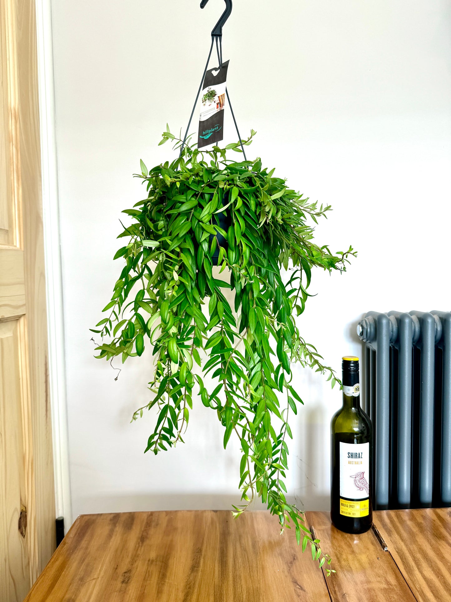 70cm Aeschynanthus Japhrolepis