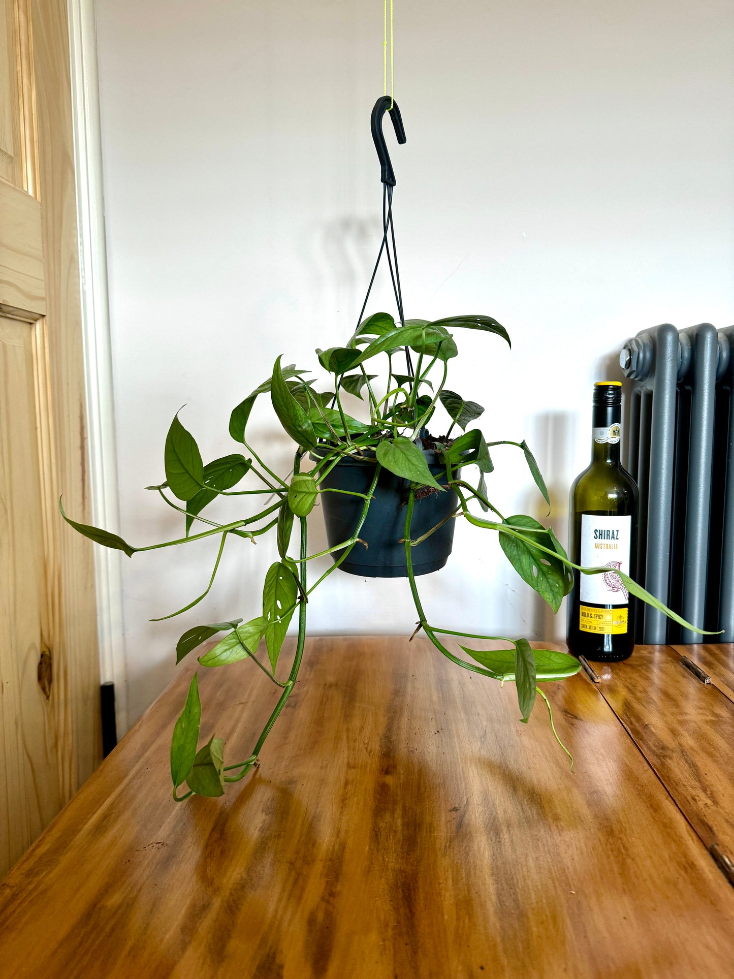 100cm Hanging Epipremnum Cebu Blue Devils Ivy