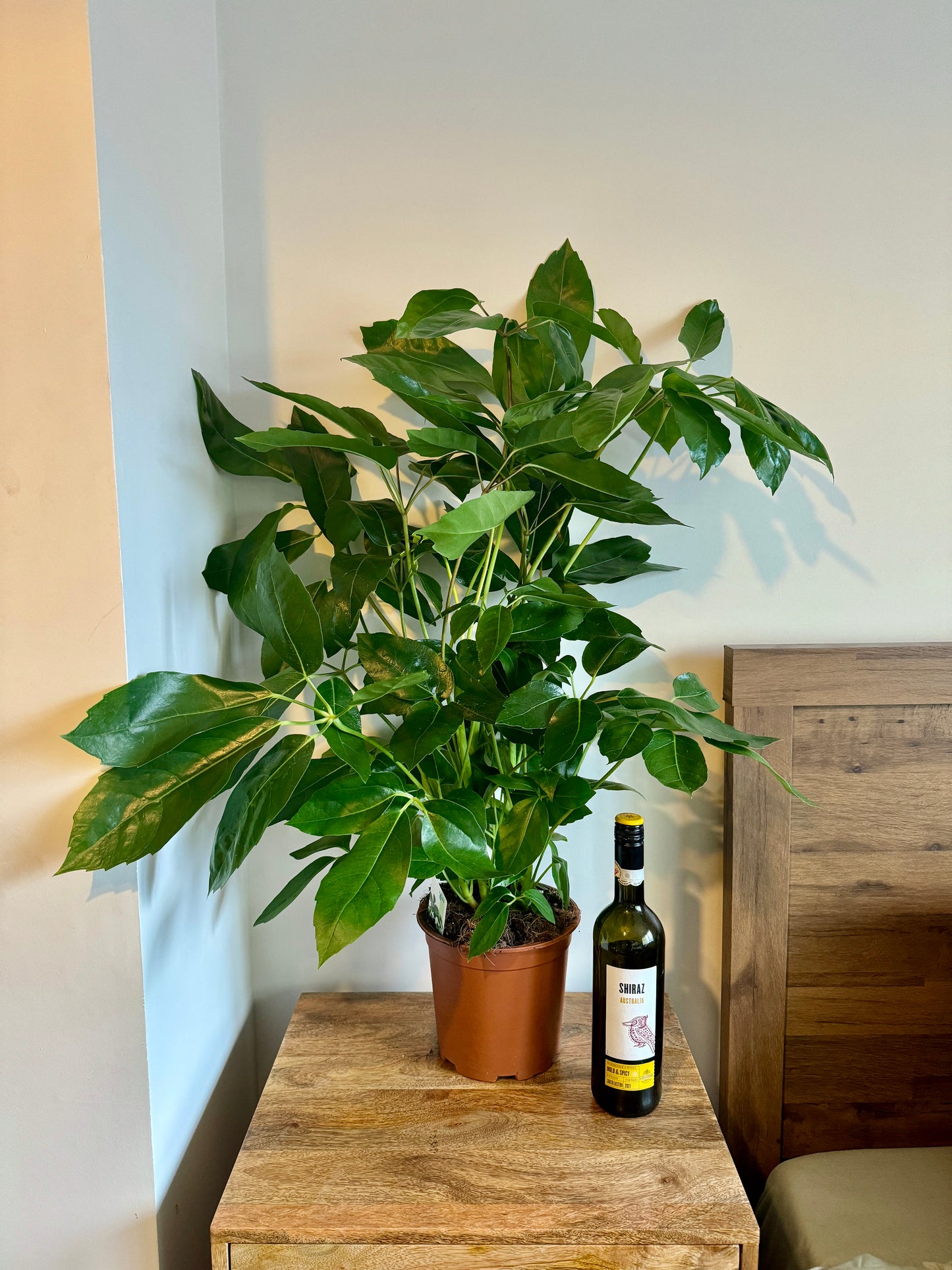 90cm Umbrella Plant