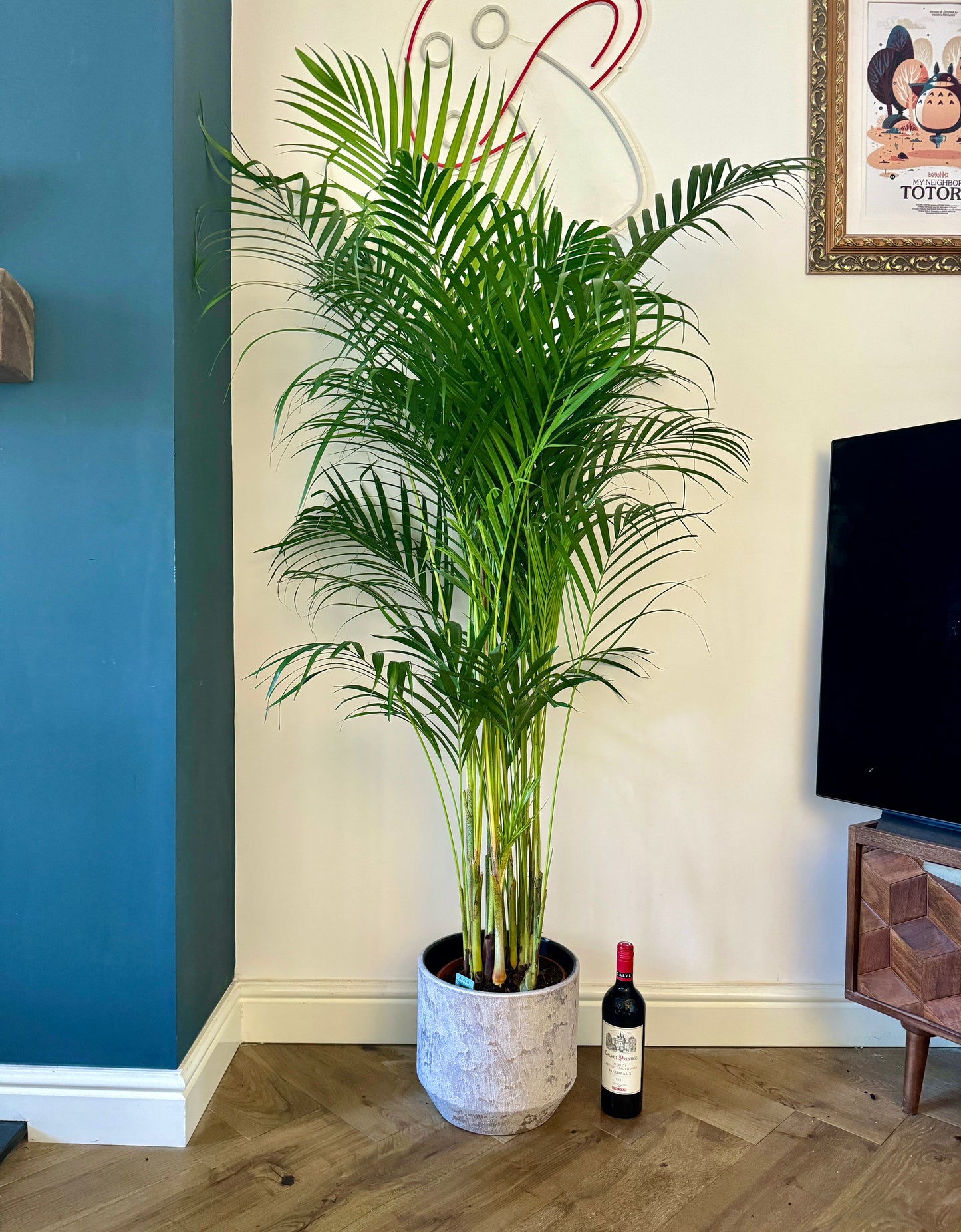 160cm Dypsis Lutescens (Areca palm)