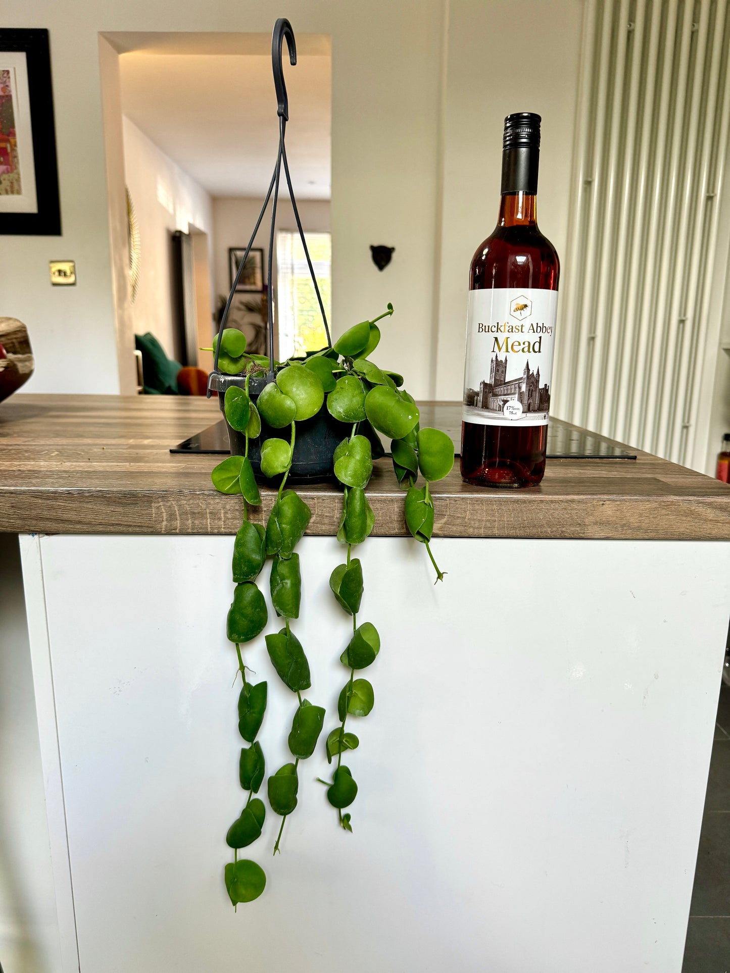 50cm Dischidia Platyphylla