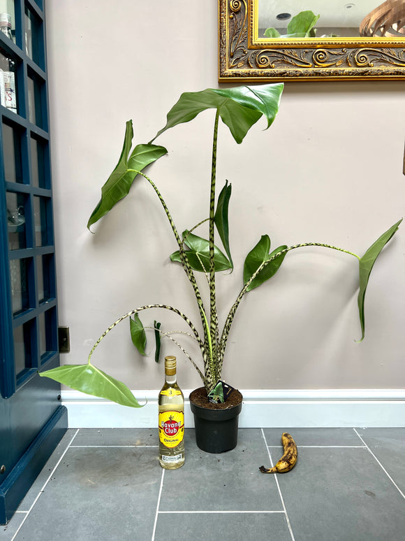 100cm Alocasia Zebrina