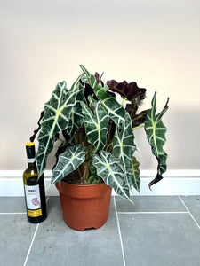 60cm XL Alocasia Amazonica