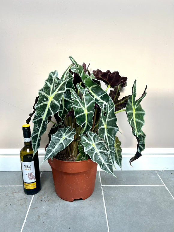 60cm XL Alocasia Amazonica