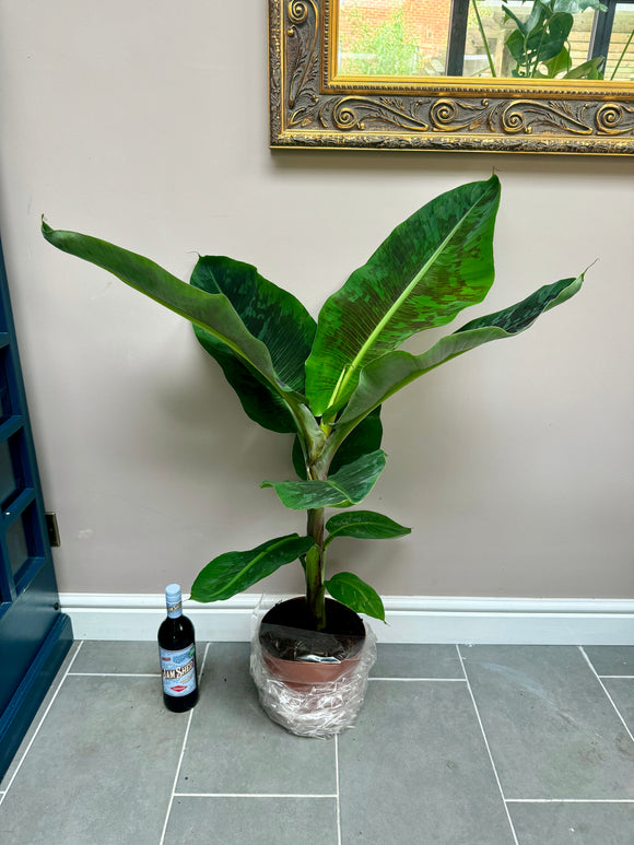 110cm Musa Cavendish (Banana Plant)