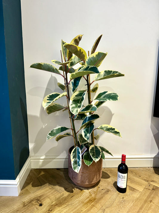 120cm Variegated Rubber Tree (Ficus Elastica)