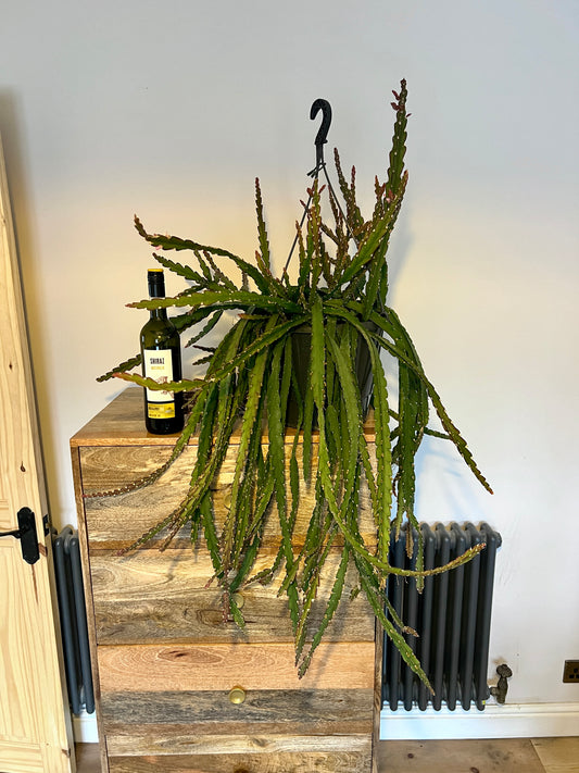 90cm Hanging Lepismium Cruciforme