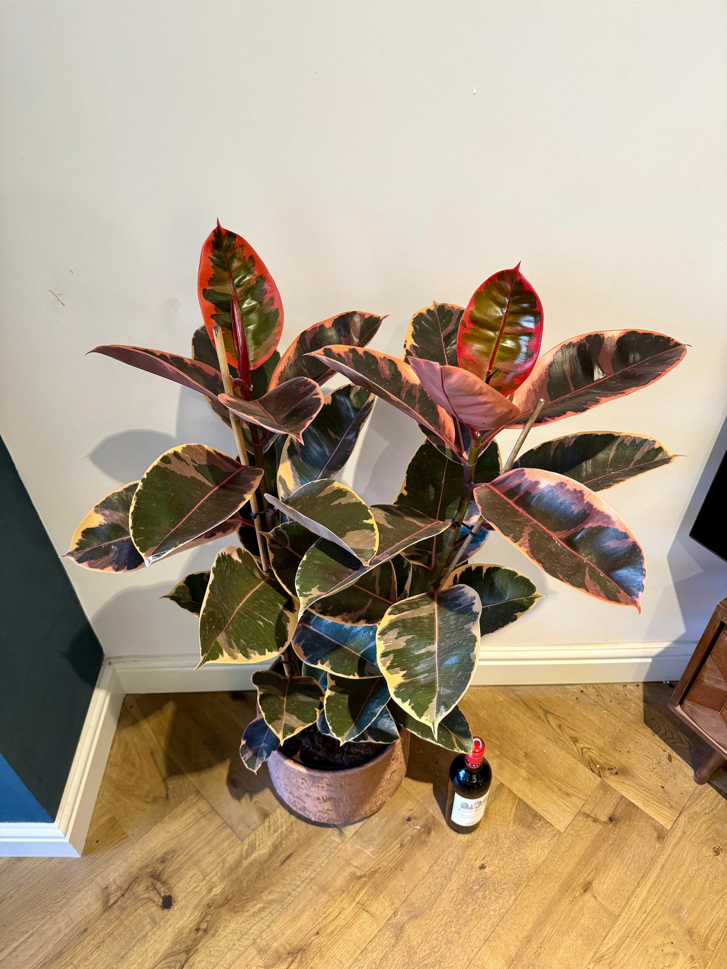 120cm Ruby Variegated Rubber Tree (Ficus Elastica)