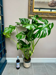 100cm Monstera Deliciosa (Swiss Cheese Plant)