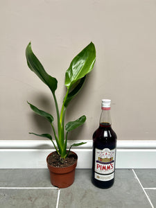 50cm Strelitzia reginae (Bird of paradise)