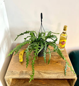 50cm Fishbone Cactus - Epiphyllum Anguliger