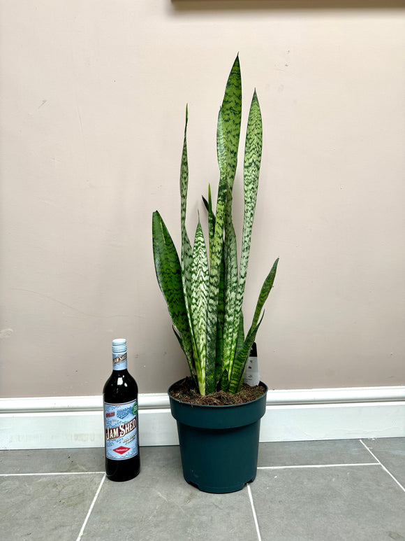 90cm Snake Plant / Mother in Law’s Tongue